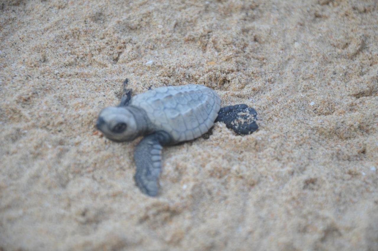 Turtle Beach House Vengurla 外观 照片